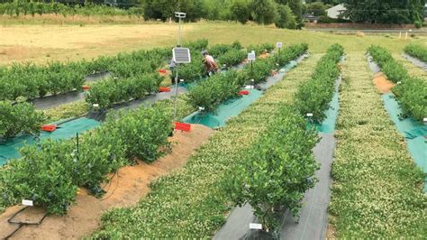 Why Weed Mats Make Sense for Organic Blueberries - Growing Produce