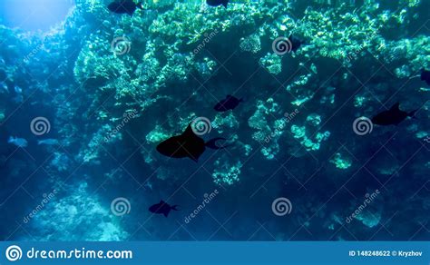 Foto Subaqu Tica De Surpresa Da Escola Grande Dos Peixes Tropicais