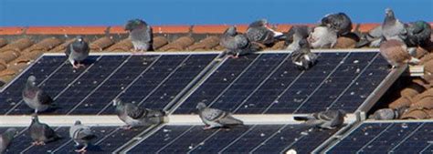 Solar Panel Bird Proofing How To Keep Birds From Nesting Under Your Roofs Solar Panels Bigbugs