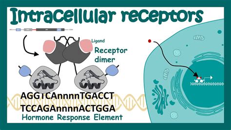 Intracellular Receptor Nuclear Receptor Nuclear Receptor And Its Mode Of Action Youtube