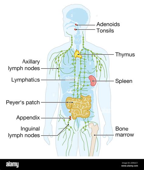 Diagram Of Immune System Hi Res Stock Photography And Images Alamy