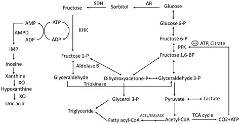 Nutrients Free Full Text Copper Fructose Interactions A Novel