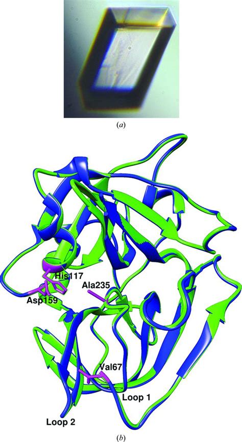 Iucr Structural Insights Into The Role Of The N Terminus In The