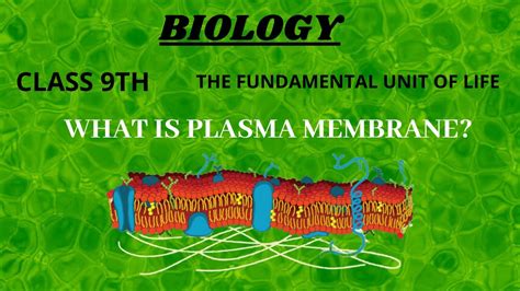 What Is Plasma Membrane Simplest Way To Learn Ncert Bioscify Youtube