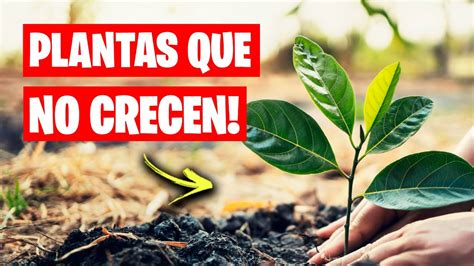 Razones Por Las Que Tus Plantas No Crecen Consejos Y Trucos La