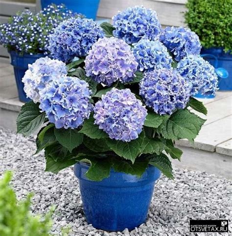 гортензия комнатная уход в домашних условиях на зиму | Growing ...