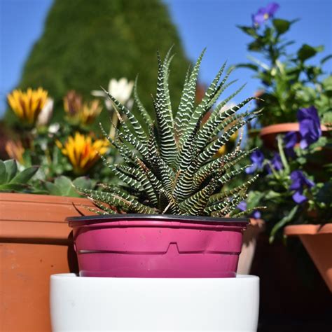 Haworthiopsis Attenuata Var Attenuata Striata Syn Haworthia