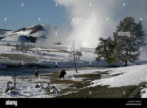 Bison Bison bison Yellowstone USA Stock Photo - Alamy