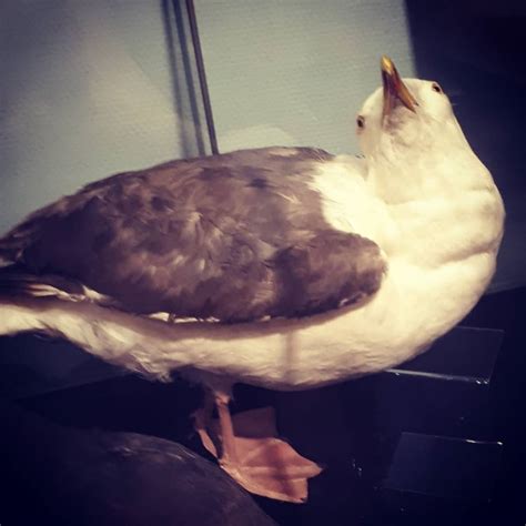 Seagull | Littlehampton Museum