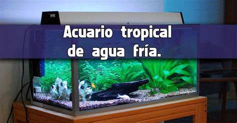 Peces Que No Requieren Calentador En El Acuario AcuariosDIY