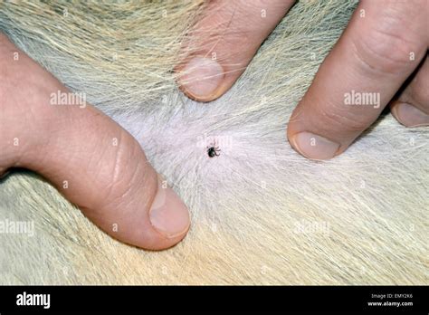 Do Ticks Lay Eggs On Dogs