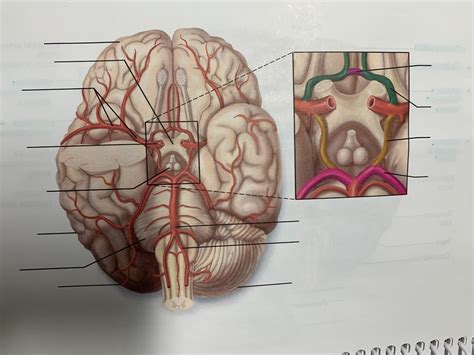 Anatomy Lab Practical 1 Diagram Quizlet