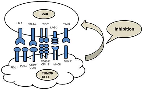 Function And Ligands Of Immune Checkpoints Pd And Ctla Are