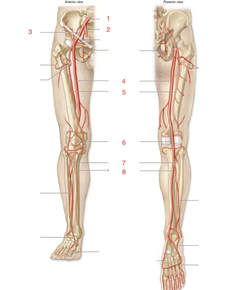 Lower Limb Arteries Diagram Quizlet