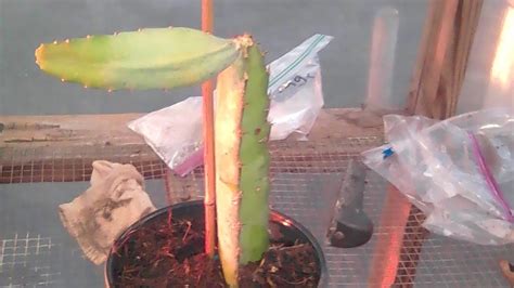 How To Propagate Your Very Own Dragon Fruit Youtube