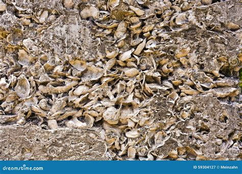 Shells In Concrete As Building Material Stock Image Image Of Shell