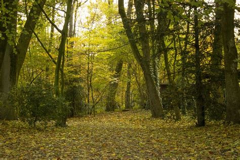 Caminho Da Floresta Cair Natureza Foto Gratuita No Pixabay Pixabay