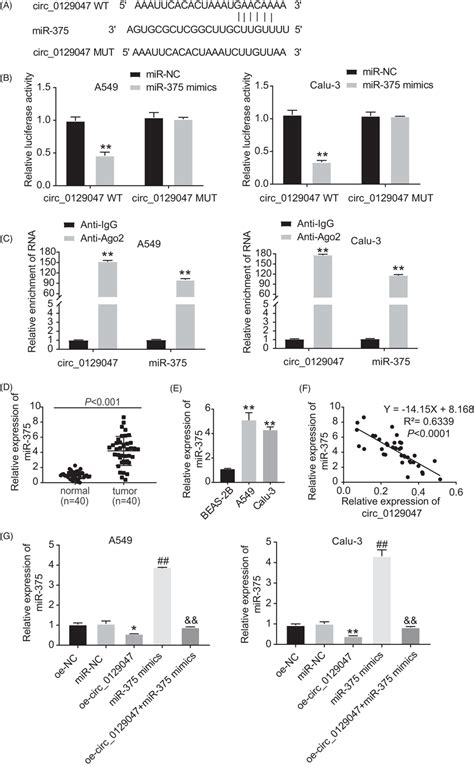 Hsa Circ Acted As A Sponge For Mir A The Binding Site