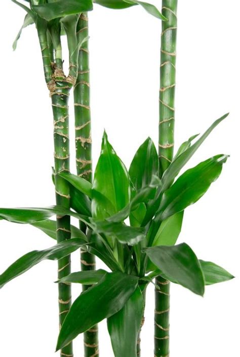 Dracaena Janet Lind Drakenbloedboom Cm Kopen Planten Nl