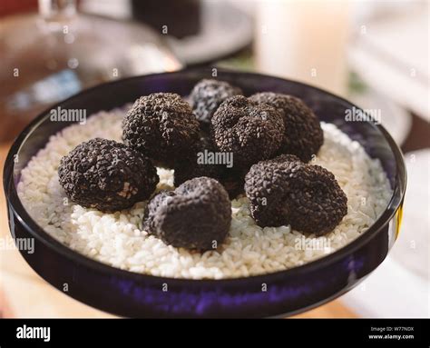 Black Truffle Mushroom Hi Res Stock Photography And Images Alamy