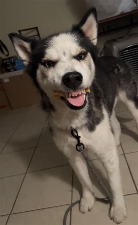 Currently Fostering This Precious Girl R Siberianhusky