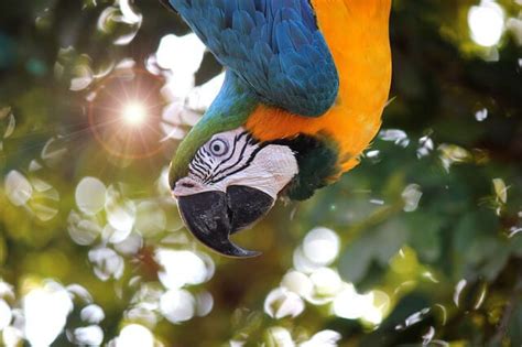 Macaw - Description, Habitat, Image, Diet, and Interesting Facts