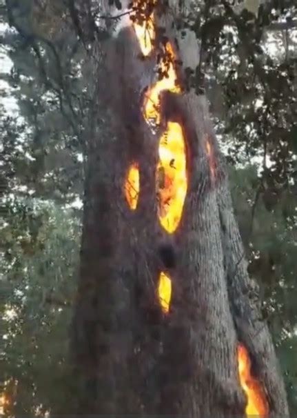 Video The Phenomenon Of Burning Trees From Inside In America