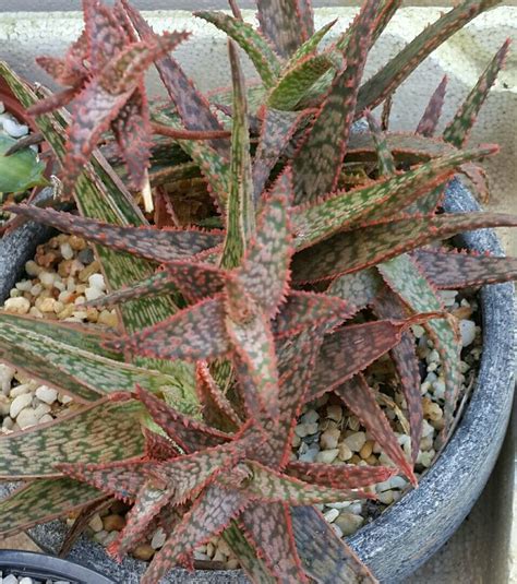 Hybrid Aloe Aloe Plants