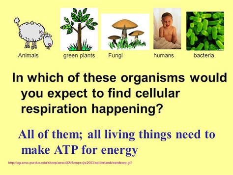 Biology And Geology 1º Eso Cell Respiration