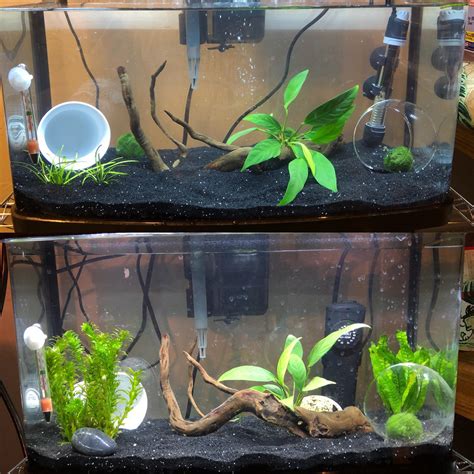 A Little Decor Upgrade For My First Ever Tank Still Fishless Cycling