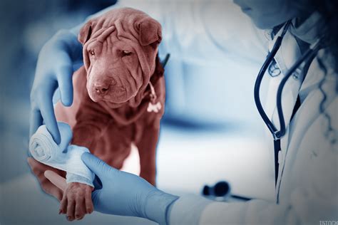 How To Become A Vet Tech Without College