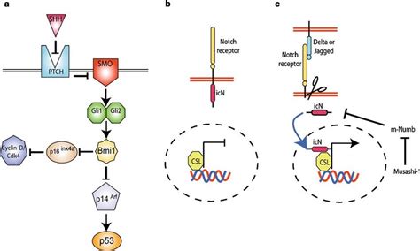 A Representation Of Hedgehog Signalling Which Might Help Maintain The