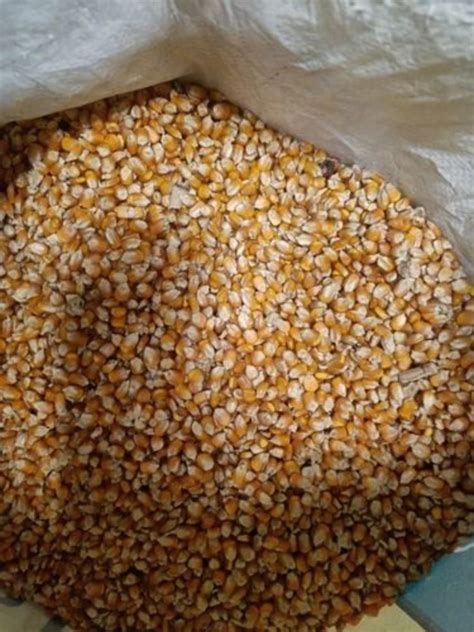 Dried Yellow Maize Seeds For Food Processing Packaging Type Loose At