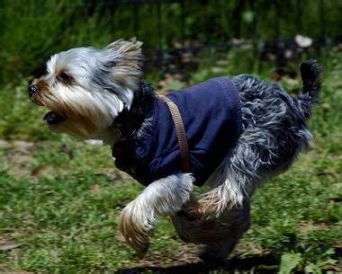 Yorkshire Terrier Information And Training, Potty Training, Pictures & Breeders