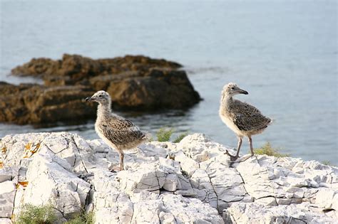 HD wallpaper: sea, animals, nature, stones, seagulls, brothers, Chicks ...