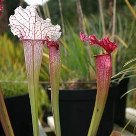 Sarracenia Entretien Fiche De Culture Plante Carnivore Interieur