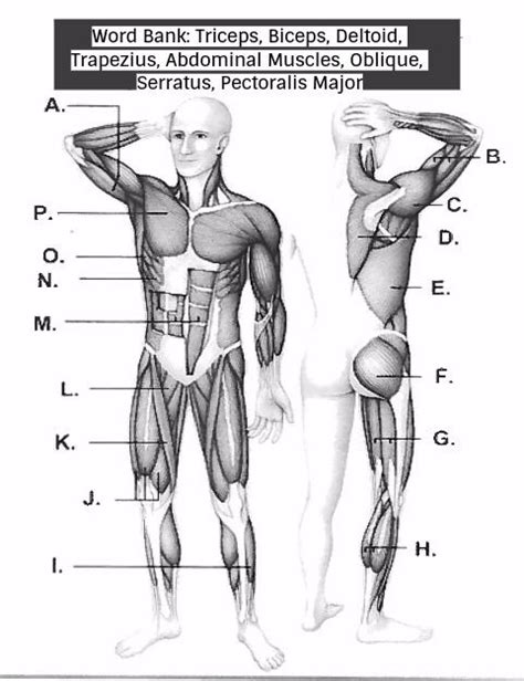 Muscular System Part 1 Diagram Quizlet