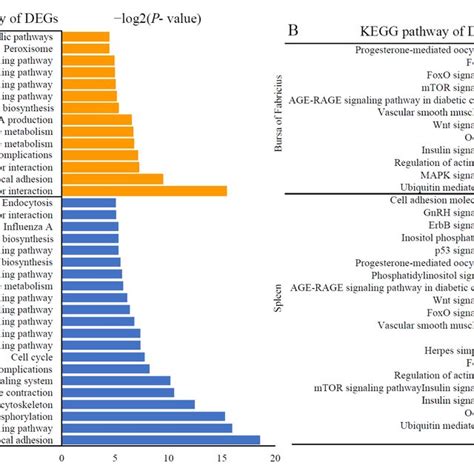 Kegg Pathways Significantly Enriched In The Differentially Expressed