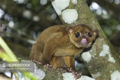 Kinkajou Honey Bear Potos Flavus Cockscomb Basin Wildlife