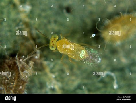 Parasitoid Wasp Eretmocerus Eremicus Adult Among Parasitised Whitefly