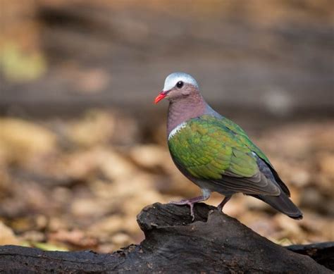 13 Spesies Burung Punai, Si Merpati Cantik dengan Mitosnya