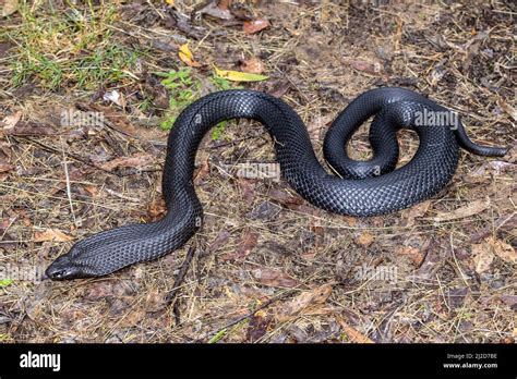 Australian Blue-bellied Black Snake flickering it's tongue Stock Photo ...