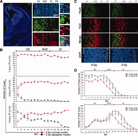 Radiation Induced Apoptosis In The Developing Cortex A Left