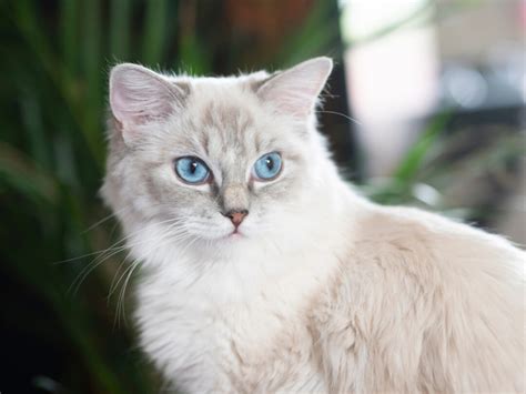 350+ Awesome Ragdoll Cat Names For Your Fluffy Furrend