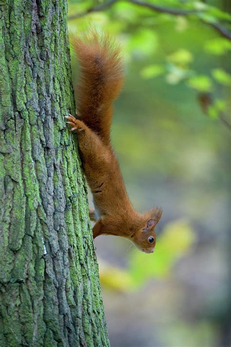 Red Squirrel Climbing Down Tree Trunk In Woodland France Photograph By