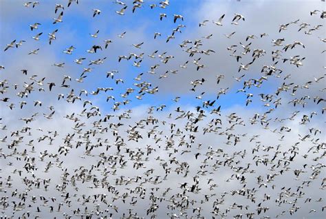 Free picture: flock, geese, migration