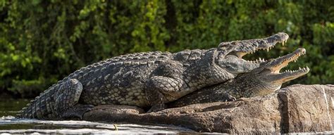 Nile Crocodile Facts About The Viscious Nile Croc Africa S Largest