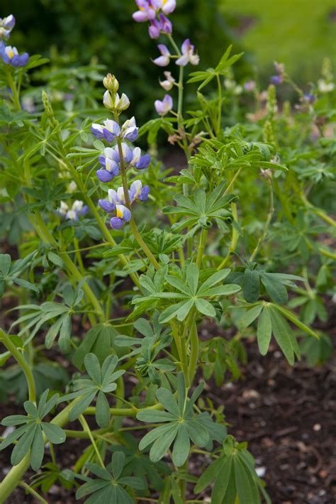 Lupinus Mutabilis Pearl Lupin Annual Biennialrhs