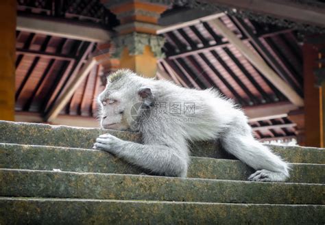 猴子睡在神圣的森林寺院屋顶上乌布德巴利印地安尼西亚猴子睡在森林的寺院屋顶上乌布德印地安尼西亚高清图片下载 正版图片303544900 摄图网