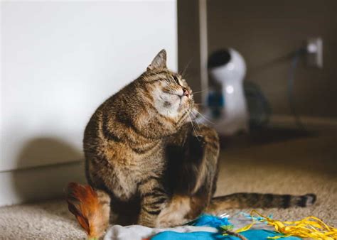 Schie En Sie Erneut Fragebogen Rostfrei Meine Katze Kratzt Sich St Ndig